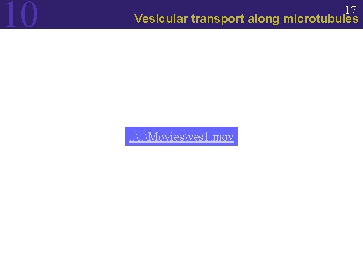 10 17 Vesicular transport along microtubules . . Moviesves 1. mov 