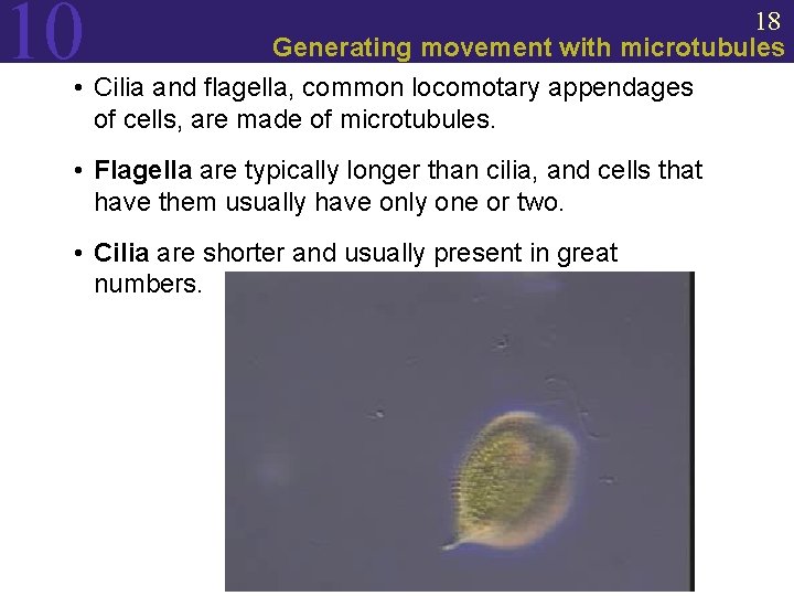 10 18 Generating movement with microtubules • Cilia and flagella, common locomotary appendages of