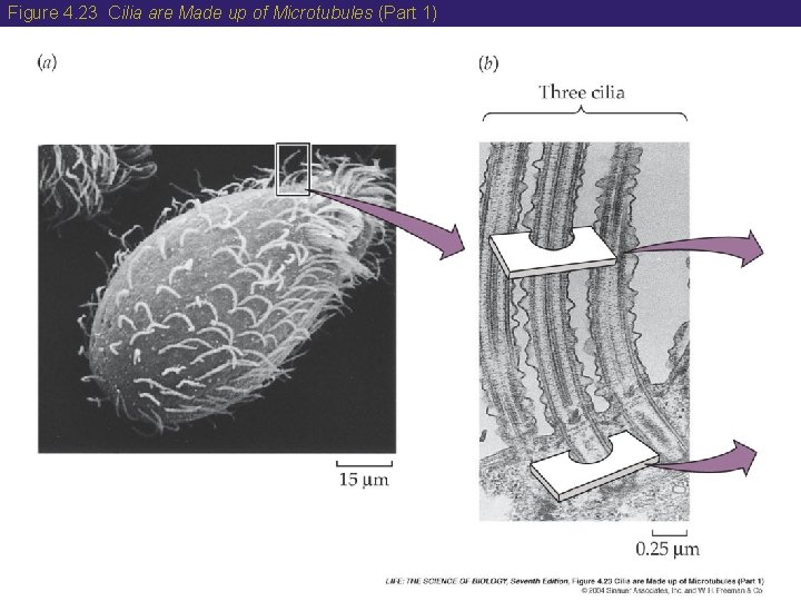 Figure 4. 23 Cilia are Made up of Microtubules (Part 1) 