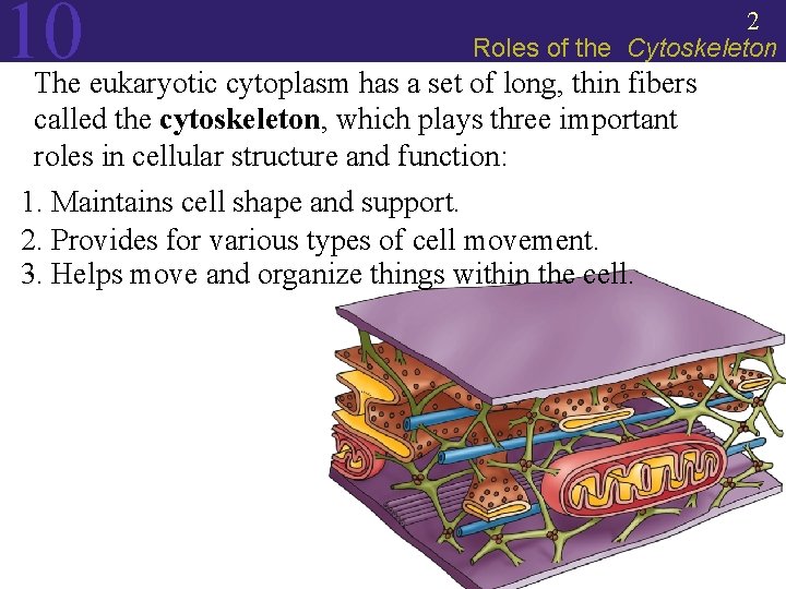 10 2 Roles of the Cytoskeleton The eukaryotic cytoplasm has a set of long,