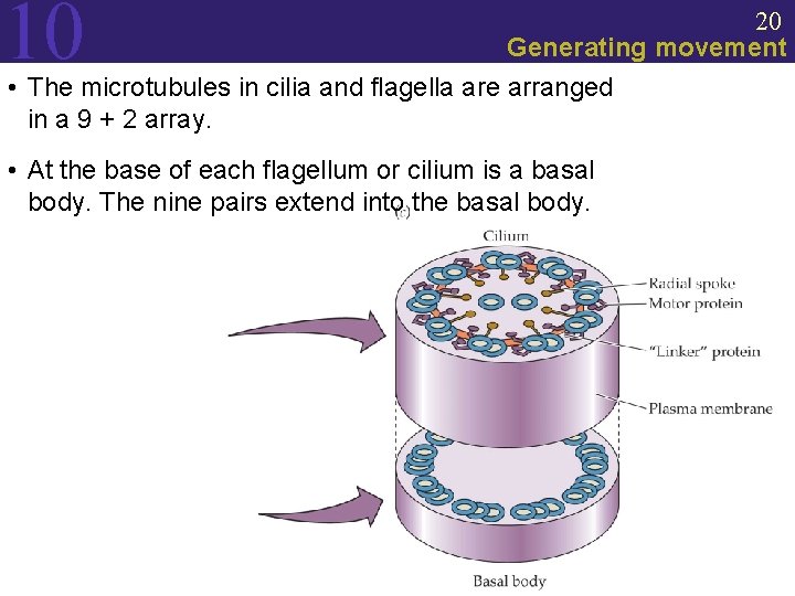 10 20 Generating movement • The microtubules in cilia and flagella are arranged in