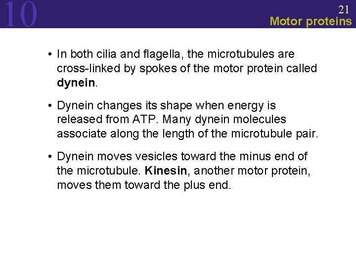 10 21 Motor proteins • In both cilia and flagella, the microtubules are cross-linked