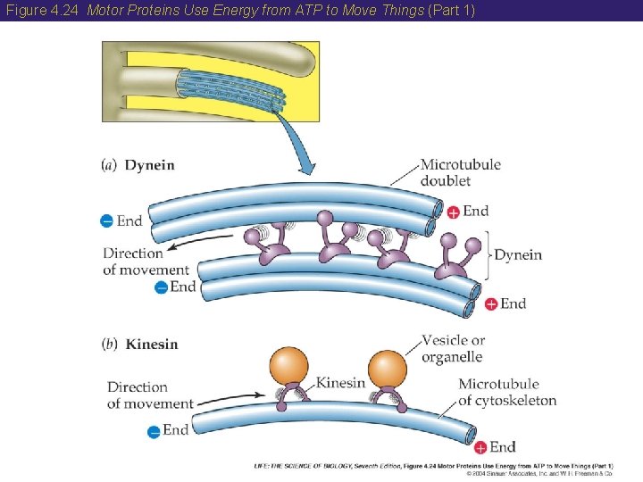 Figure 4. 24 Motor Proteins Use Energy from ATP to Move Things (Part 1)