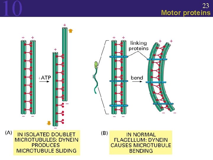 10 23 Motor proteins 