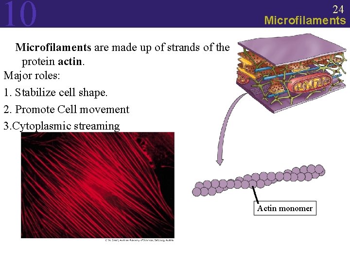 10 24 Microfilaments are made up of strands of the protein actin. Major roles: