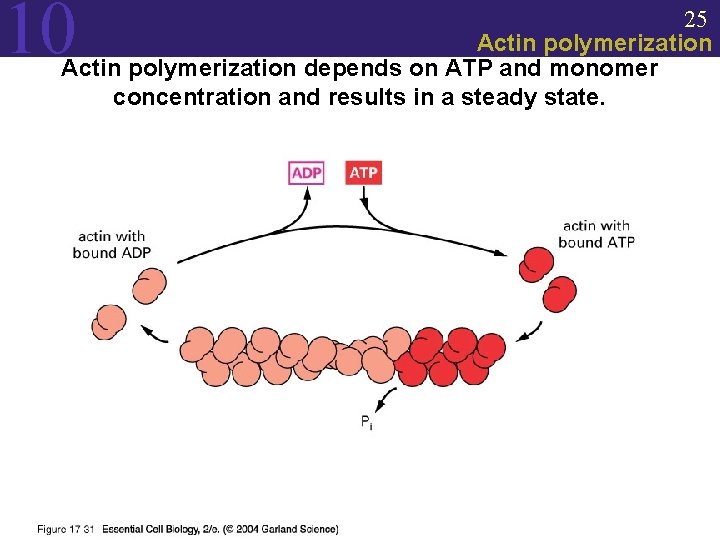 10 25 Actin polymerization depends on ATP and monomer concentration and results in a