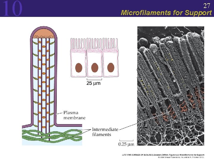 10 27 Microfilaments for Support 