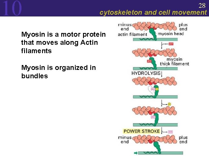 10 28 cytoskeleton and cell movement Myosin is a motor protein that moves along