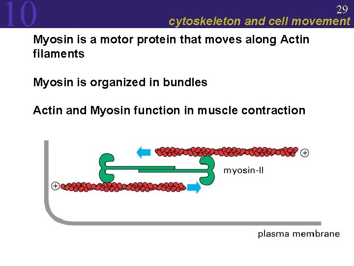 10 29 cytoskeleton and cell movement Myosin is a motor protein that moves along