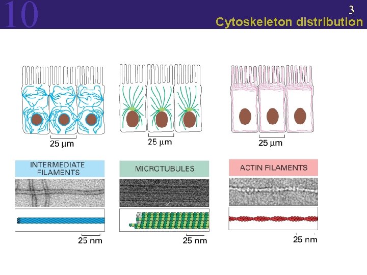 10 3 Cytoskeleton distribution 