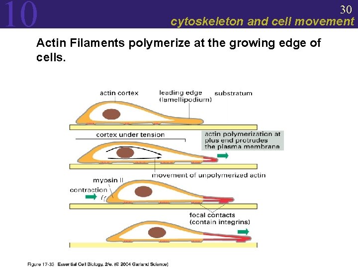 10 30 cytoskeleton and cell movement Actin Filaments polymerize at the growing edge of