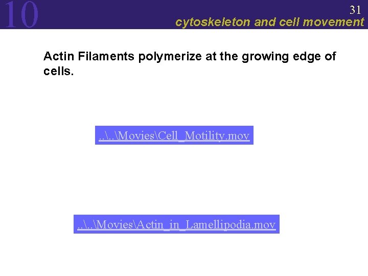 10 31 cytoskeleton and cell movement Actin Filaments polymerize at the growing edge of