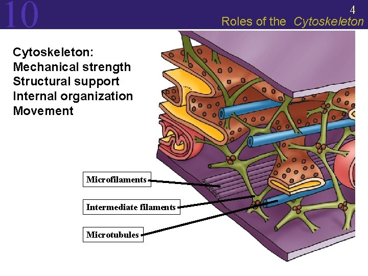 10 4 Roles of the Cytoskeleton: Mechanical strength Structural support Internal organization Movement Microfilaments