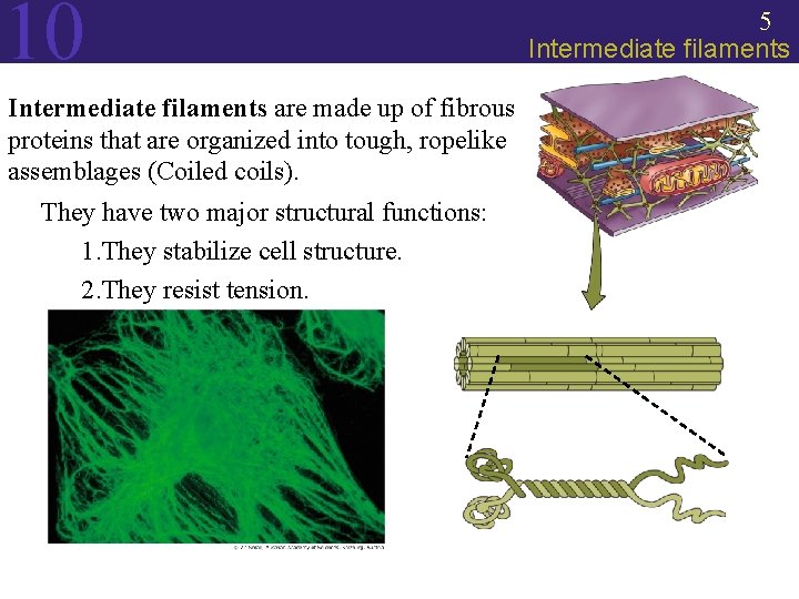 10 5 Intermediate filaments are made up of fibrous proteins that are organized into