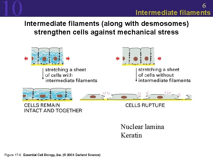 10 6 Intermediate filaments (along with desmosomes) strengthen cells against mechanical stress Nuclear lamina