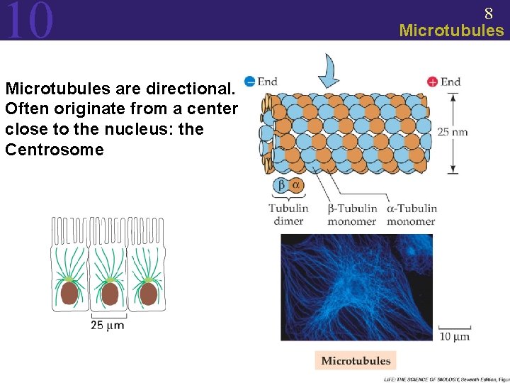 10 Microtubules are directional. Often originate from a center close to the nucleus: the