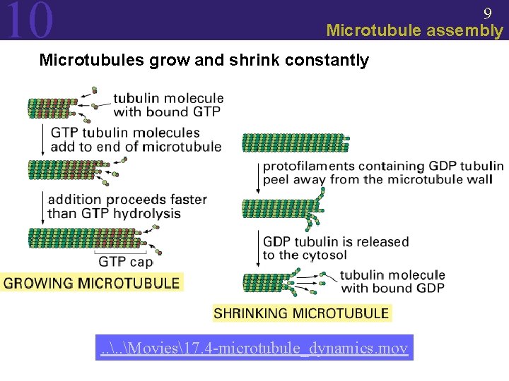 10 9 Microtubule assembly Microtubules grow and shrink constantly . . Movies17. 4 -microtubule_dynamics.