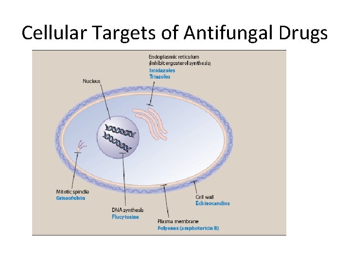 Cellular Targets of Antifungal Drugs 