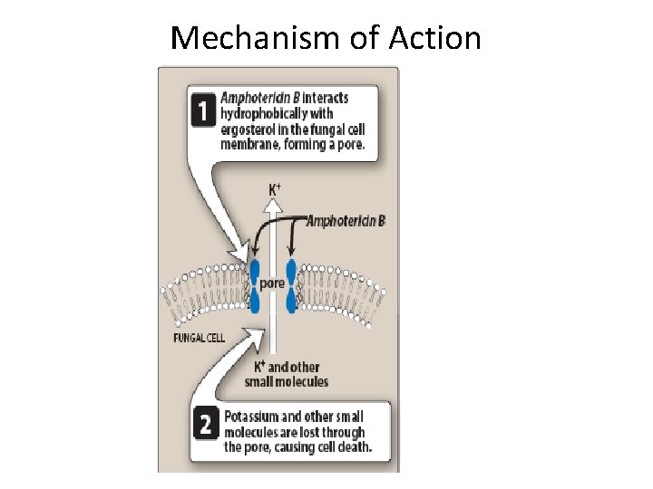 Mechanism of Action 