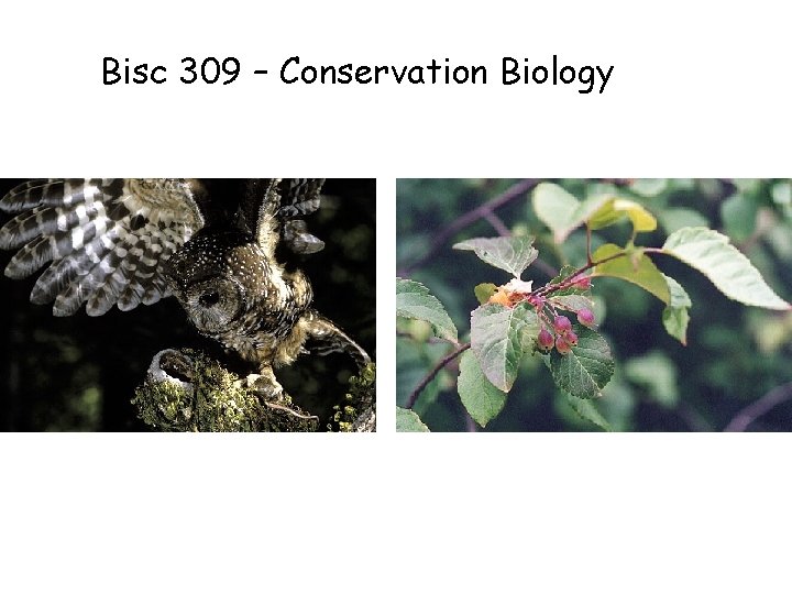 Bisc 309 – Conservation Biology 