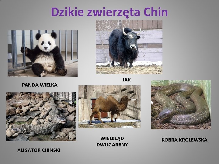 Dzikie zwierzęta Chin PANDA WIELKA ALIGATOR CHIŃSKI JAK WIELBŁĄD DWUGARBNY KOBRA KRÓLEWSKA 