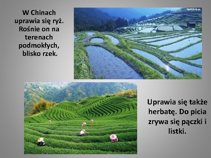 W Chinach uprawia się ryż. Rośnie on na terenach podmokłych, blisko rzek. Uprawia się