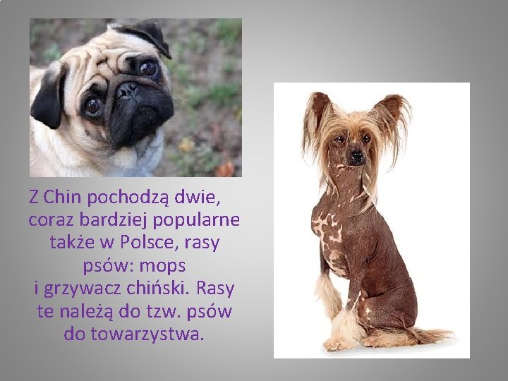 Z Chin pochodzą dwie, coraz bardziej popularne także w Polsce, rasy psów: mops i