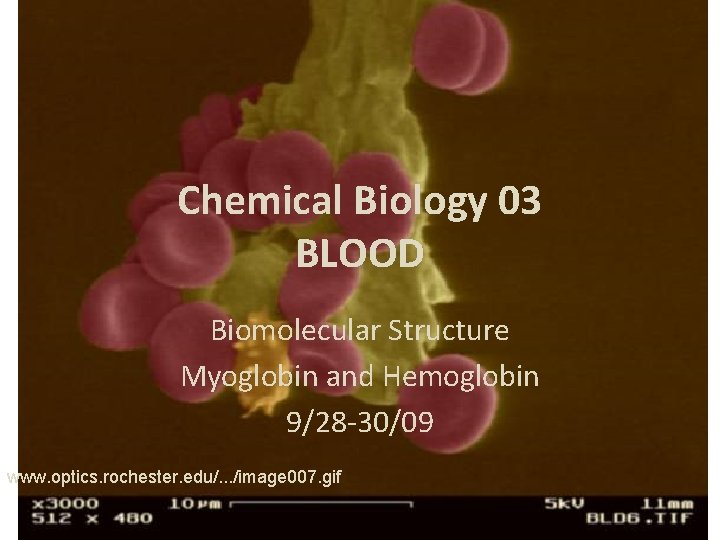 Chemical Biology 03 BLOOD Biomolecular Structure Myoglobin and Hemoglobin 9/28 -30/09 www. optics. rochester.