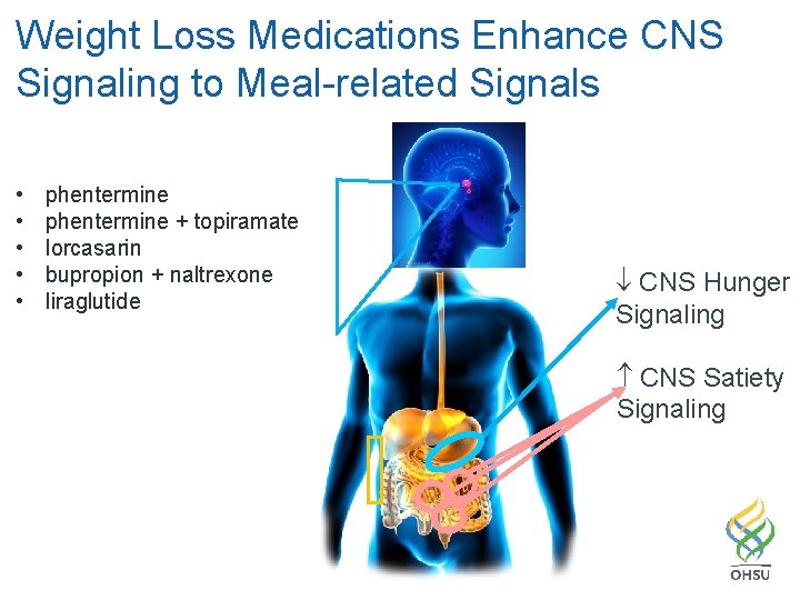 Weight Loss Medications Enhance CNS Signaling to Meal-related Signals • • • phentermine + Weight Loss Medications Enhance CNS Signaling to Meal-related Signals • • • phentermine +