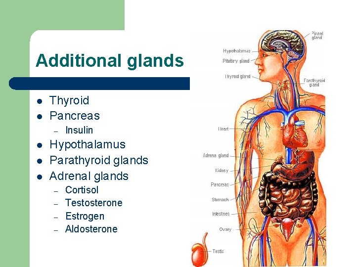 Additional glands l l Thyroid Pancreas – l l l Insulin Hypothalamus Parathyroid glands Additional glands l l Thyroid Pancreas – l l l Insulin Hypothalamus Parathyroid glands