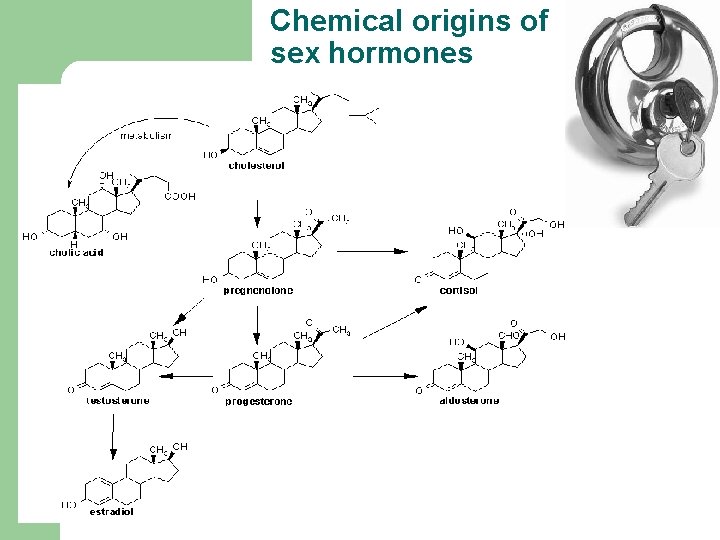 Chemical origins of sex hormones Chemical origins of sex hormones