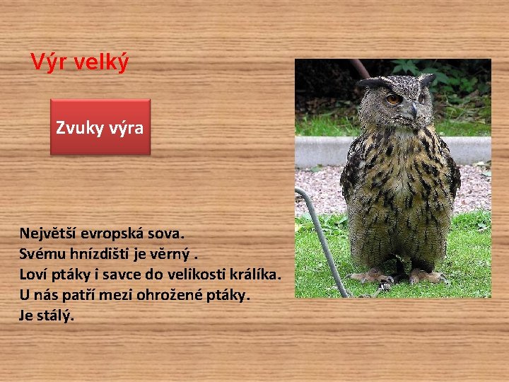 Výr velký Zvuky výra Největší evropská sova. Svému hnízdišti je věrný. Loví ptáky i