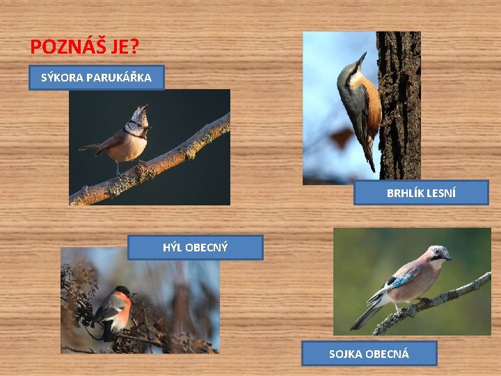 POZNÁŠ JE? SÝKORA PARUKÁŘKA BRHLÍK LESNÍ HÝL OBECNÝ SOJKA OBECNÁ 