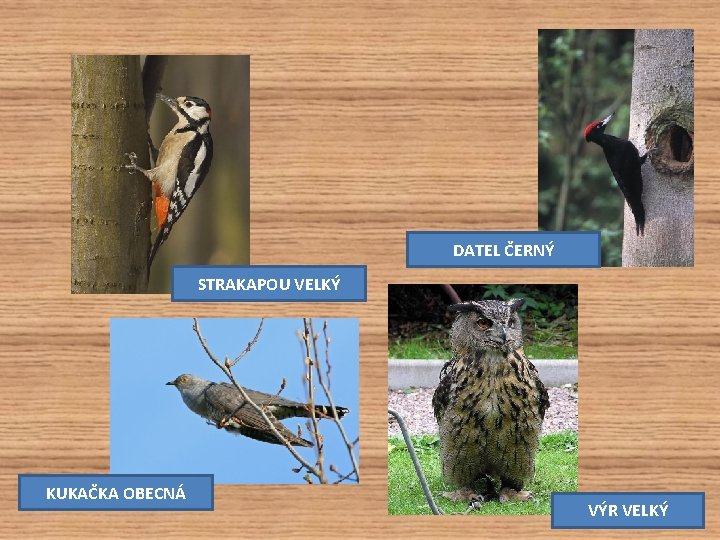 DATEL ČERNÝ STRAKAPOU VELKÝ KUKAČKA OBECNÁ VÝR VELKÝ 