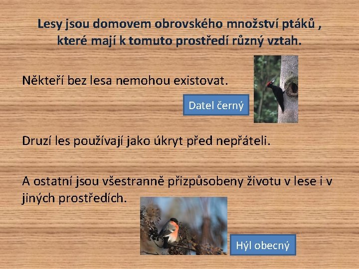 Lesy jsou domovem obrovského množství ptáků , které mají k tomuto prostředí různý vztah.