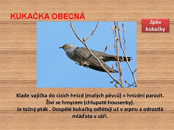 KUKAČKA OBECNÁ Zpěv kukačky Klade vajíčka do cizích hnízd (malých pěvců) = hnízdní parazit.