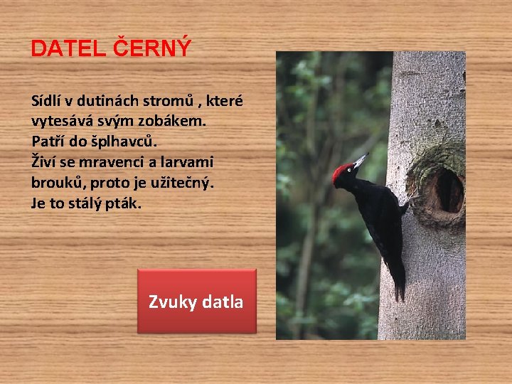 DATEL ČERNÝ Sídlí v dutinách stromů , které vytesává svým zobákem. Patří do šplhavců.