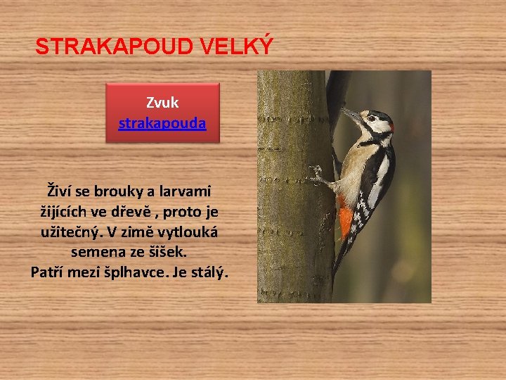 STRAKAPOUD VELKÝ Zvuk strakapouda Živí se brouky a larvami žijících ve dřevě , proto
