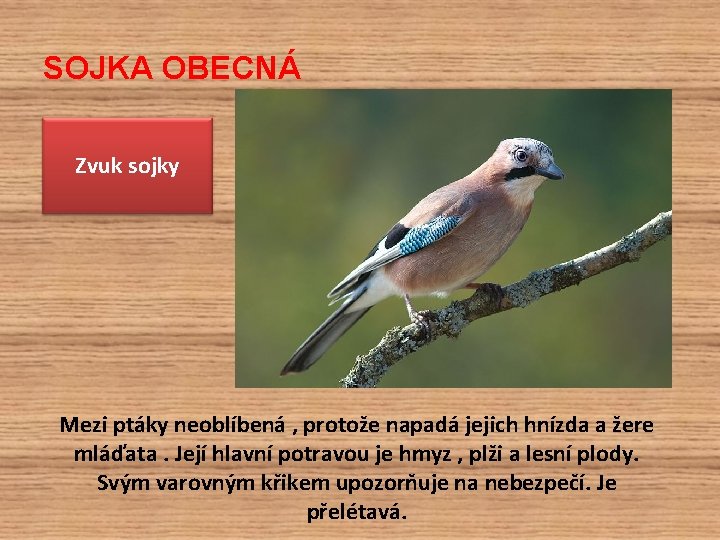 SOJKA OBECNÁ Zvuk sojky Mezi ptáky neoblíbená , protože napadá jejich hnízda a žere