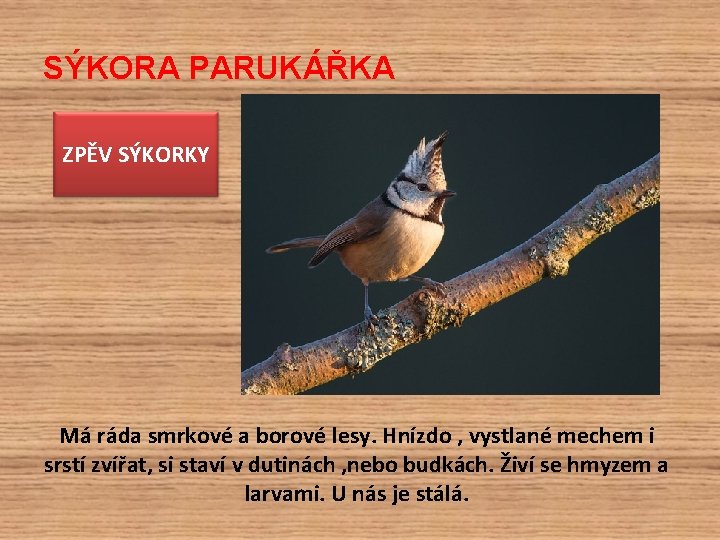 SÝKORA PARUKÁŘKA ZPĚV SÝKORKY Má ráda smrkové a borové lesy. Hnízdo , vystlané mechem