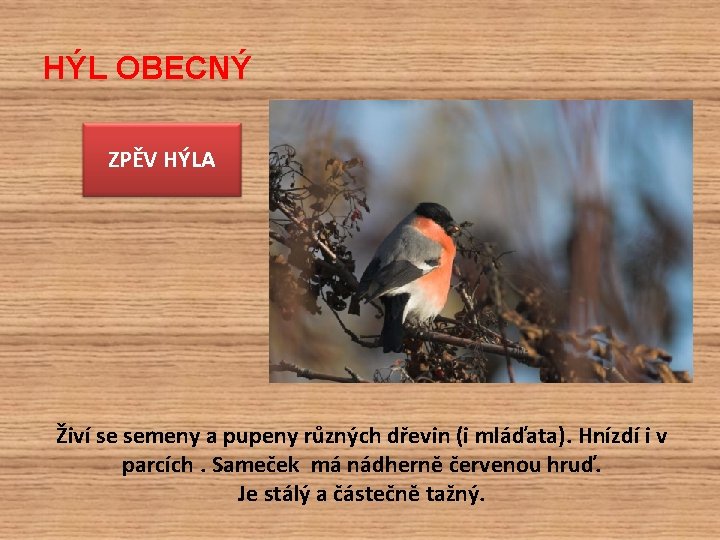 HÝL OBECNÝ ZPĚV HÝLA Živí se semeny a pupeny různých dřevin (i mláďata). Hnízdí