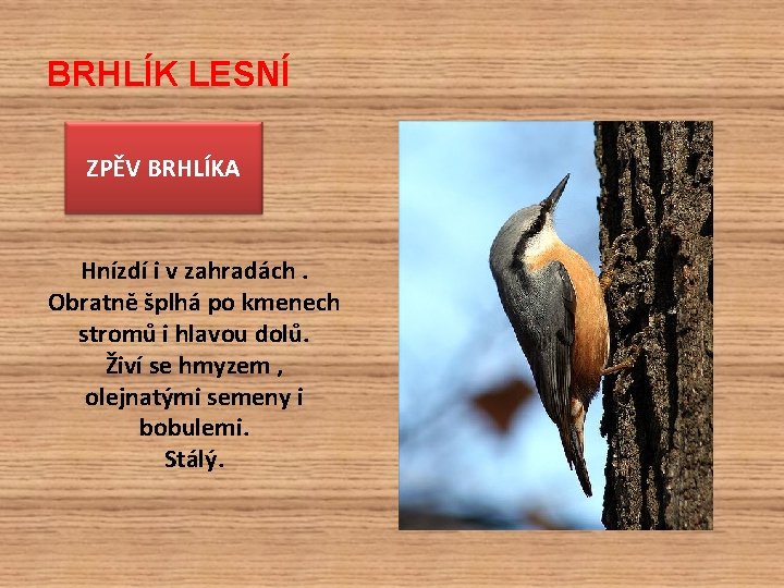BRHLÍK LESNÍ ZPĚV BRHLÍKA Hnízdí i v zahradách. Obratně šplhá po kmenech stromů i