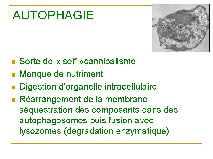 AUTOPHAGIE n n Sorte de « self » cannibalisme Manque de nutriment Digestion d’organelle