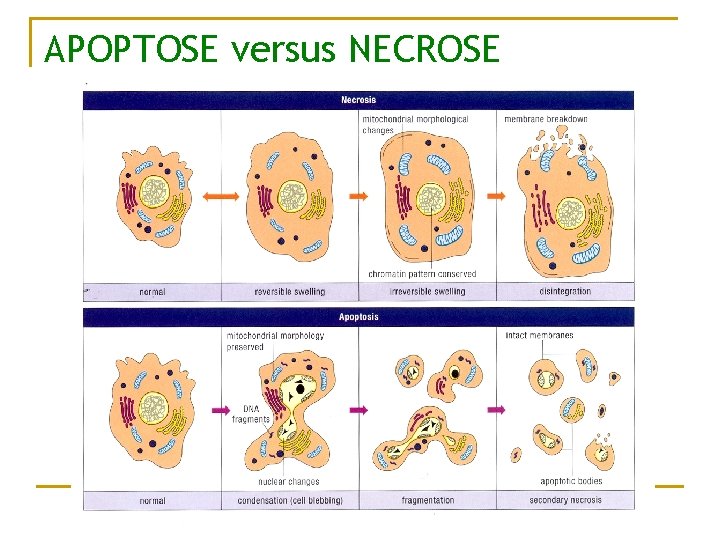 APOPTOSE versus NECROSE 