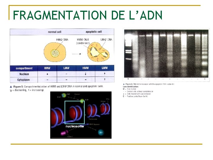 FRAGMENTATION DE L’ADN 