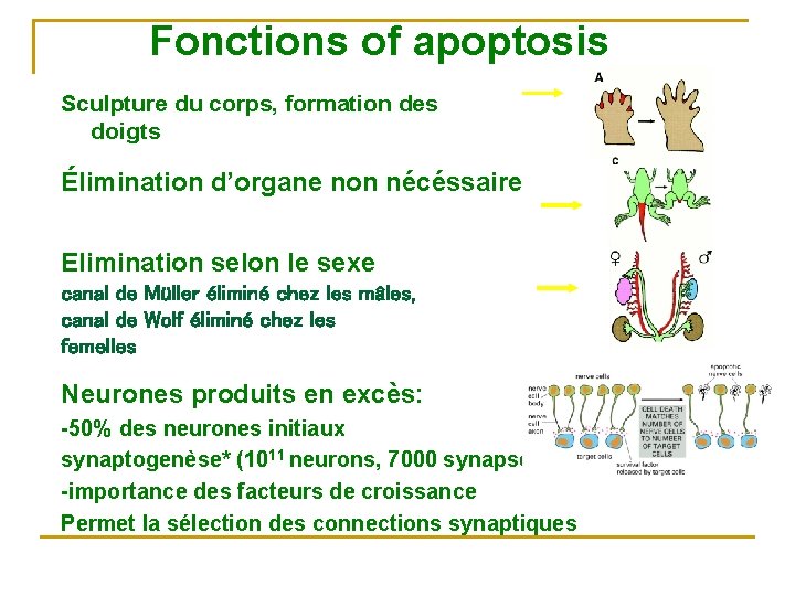 Fonctions of apoptosis Sculpture du corps, formation des doigts Élimination d’organe non nécéssaire Elimination