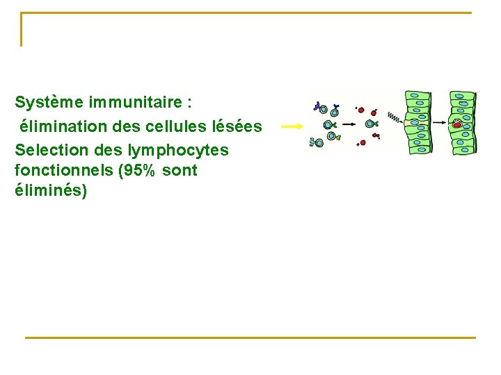Système immunitaire : élimination des cellules lésées Selection des lymphocytes fonctionnels (95% sont éliminés)
