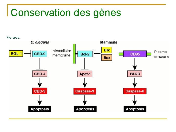 Conservation des gènes Pro apop. 