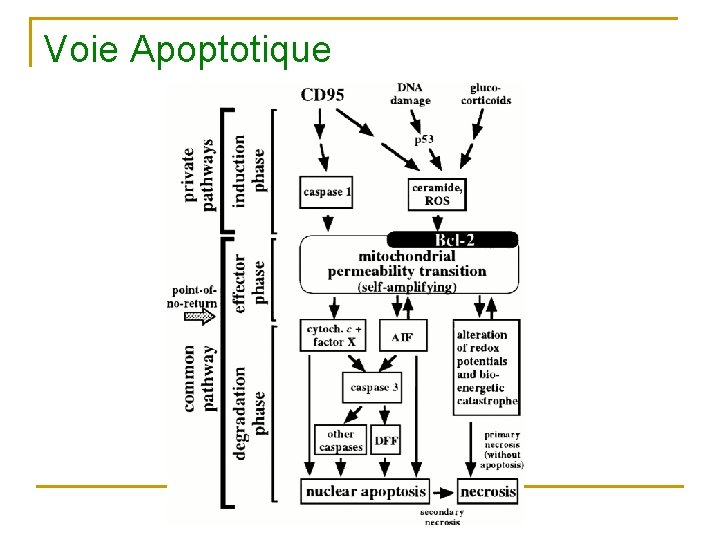 Voie Apoptotique 