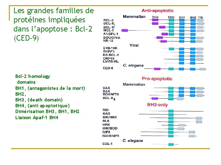 Les grandes familles de protéines impliquées dans l’apoptose : Bcl-2 (CED-9) Bcl-2 homology domains